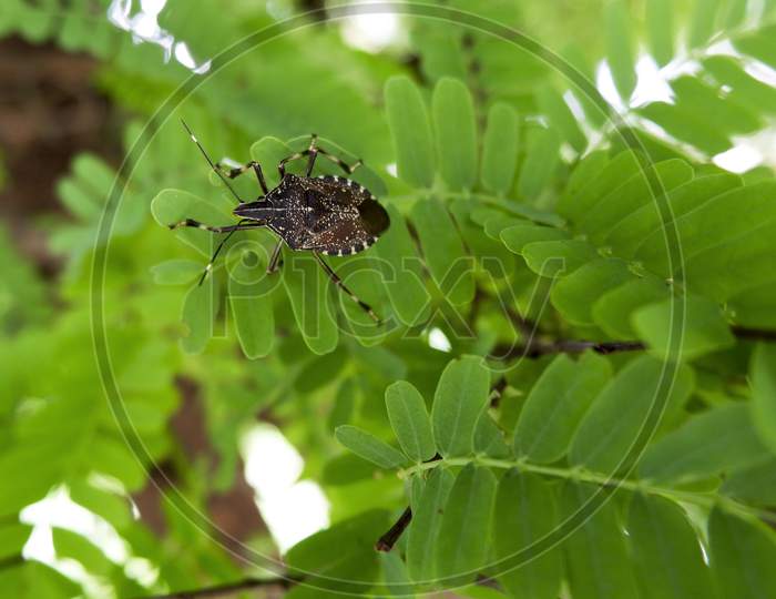 Closeup View Of Black Insect On Tamarind Green Leaves
