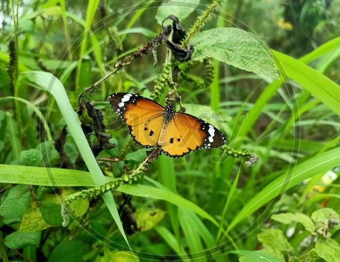 Orange colour butterfly closeup photo