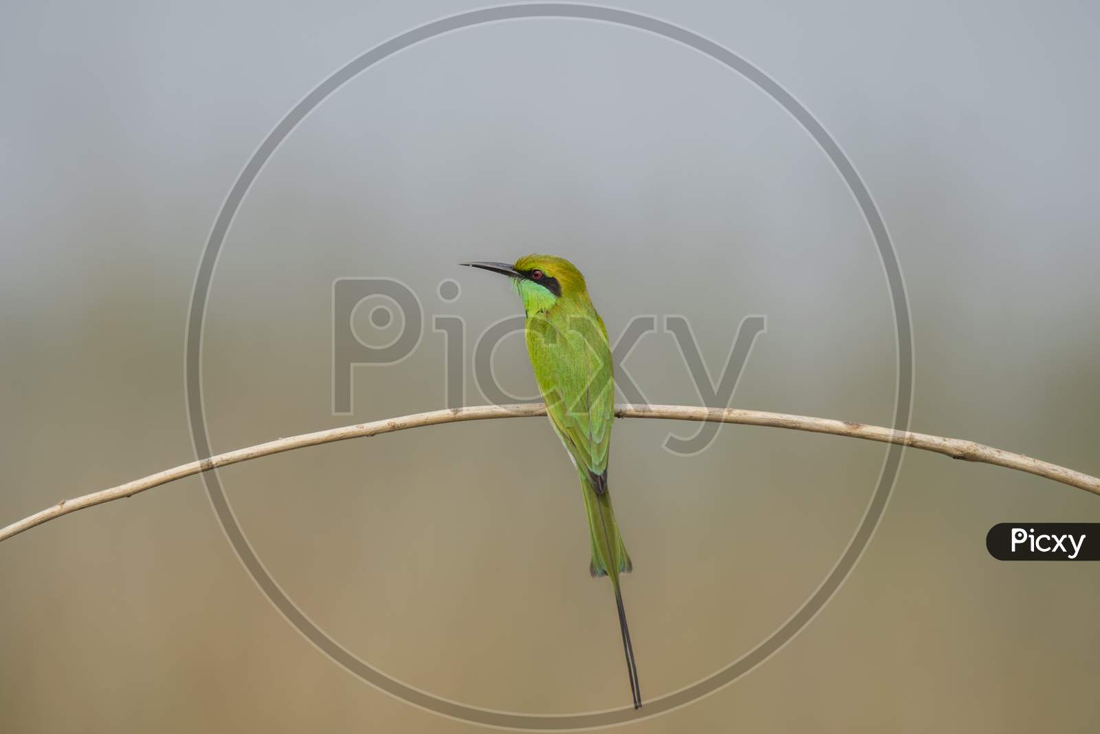 A Green Wild Bird On The Tree Branch At Winter Morning