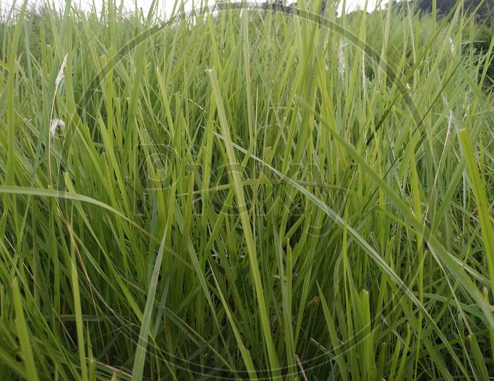 Green Grass Stock Photos. This Photo Is Taken In India