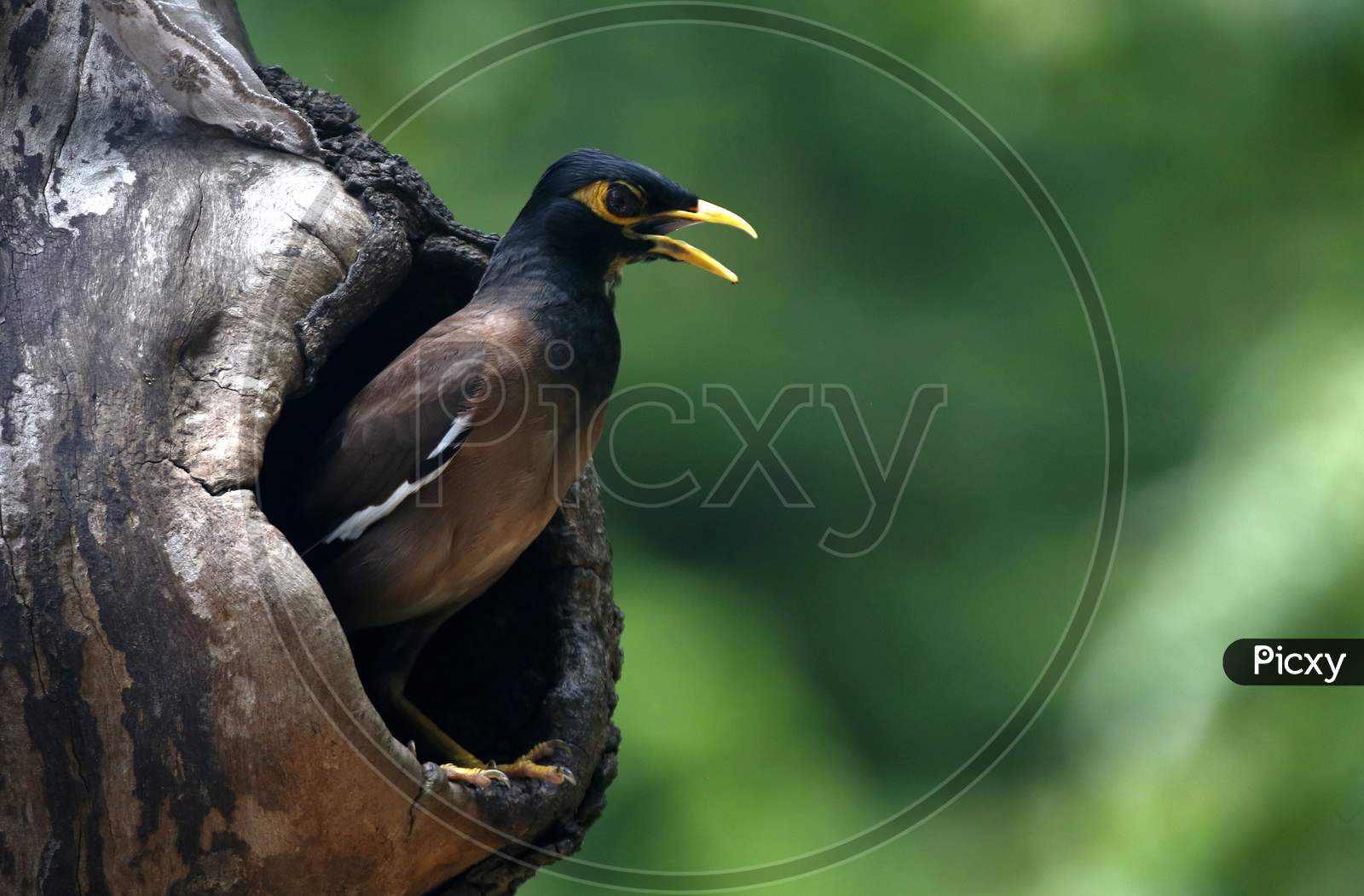 A Myna looks out from a hollow of a tree in Chandigarh August 6, 2020