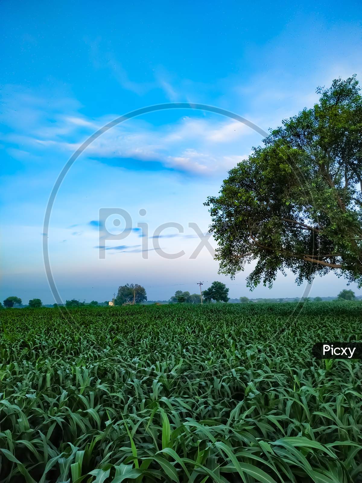 Millet Plants Field With Bodhi Tree On Backdrop On Blue Sky