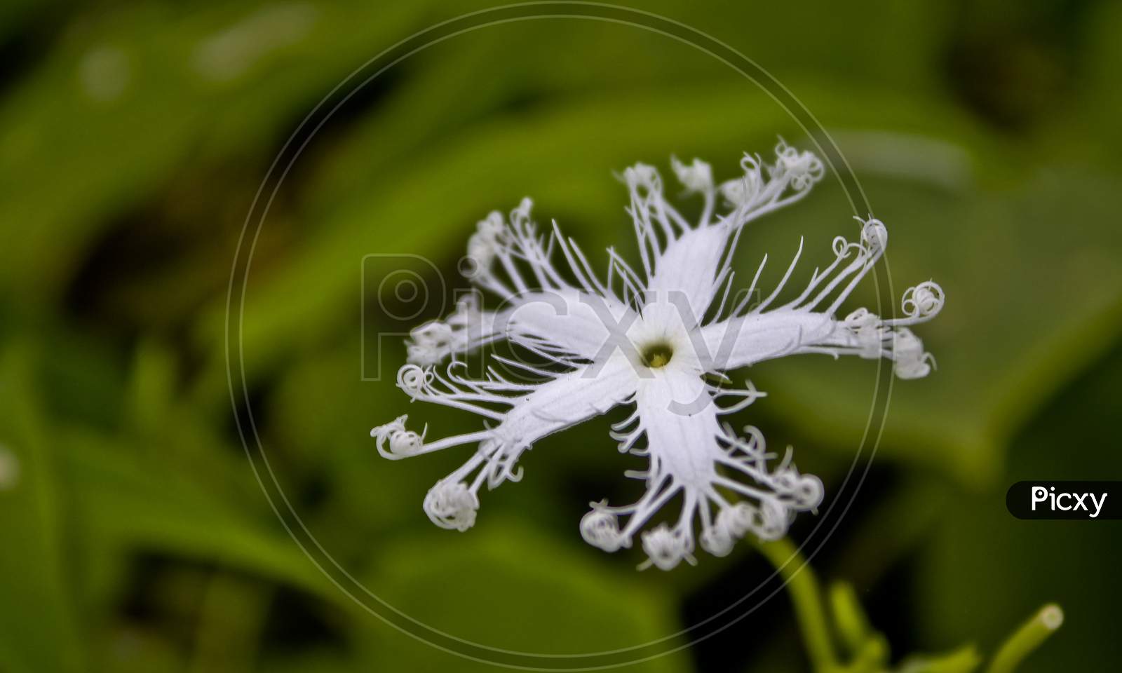 Natural Flower Bud Blossom 51