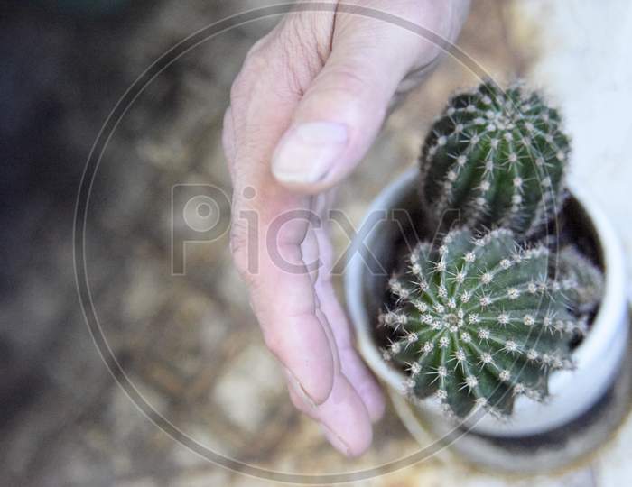 Selective Focus At The Cactus, Covered From The Side With The Mans Hand