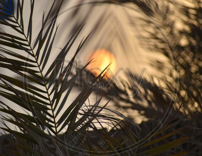 Palm Leaves In Front Of Sunset From Abu Dhabi.Nature Photography.