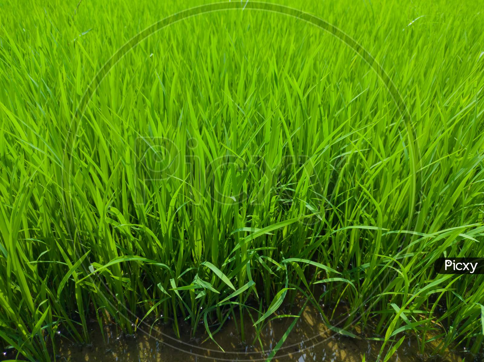 Paddy field in India. Paddy fields. Paddy leaves. Agriculture fields in India. Agriculture fields.