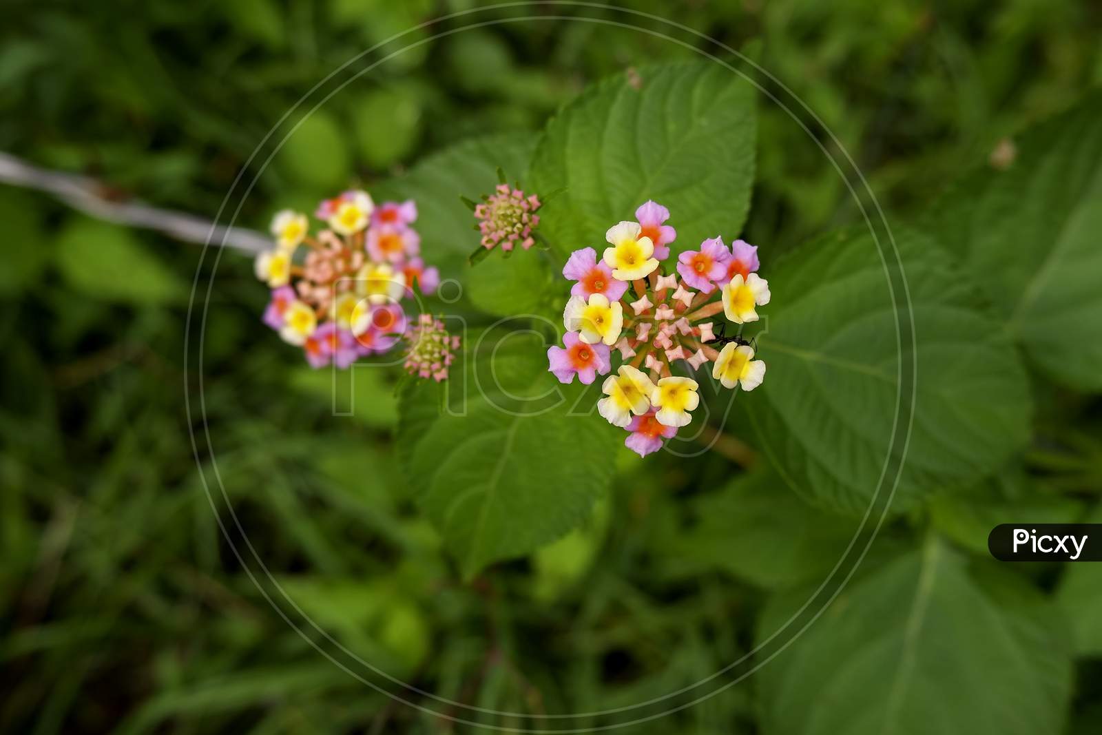 Top View Of Pink & Yellow Tiny Flowers Isolated On Plant
