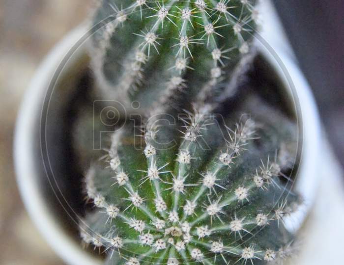 Selective Focus At Two Tops Of Cactus Plant In The White Pot