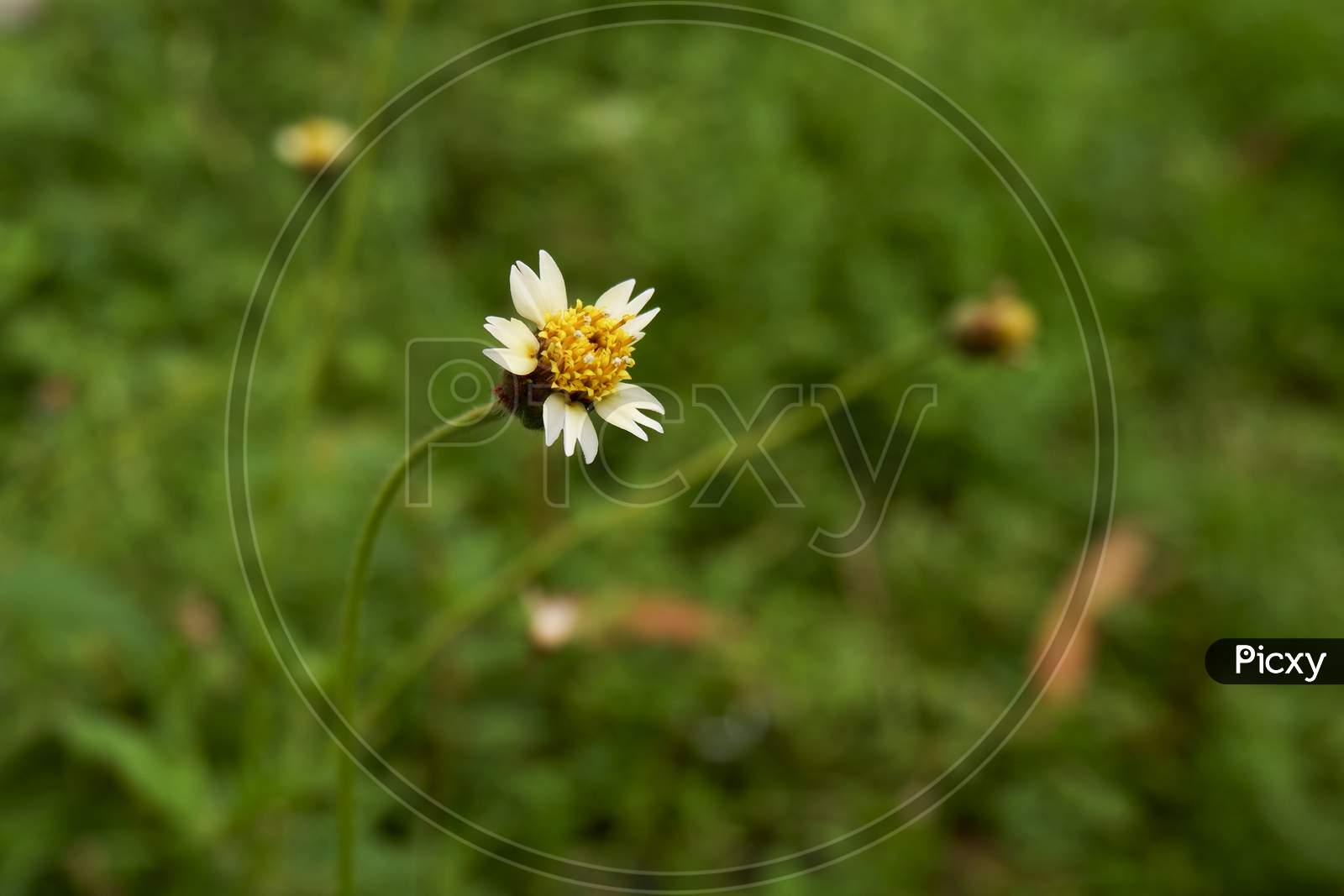 View Of Tiny Grass Flower Isolated In Garden