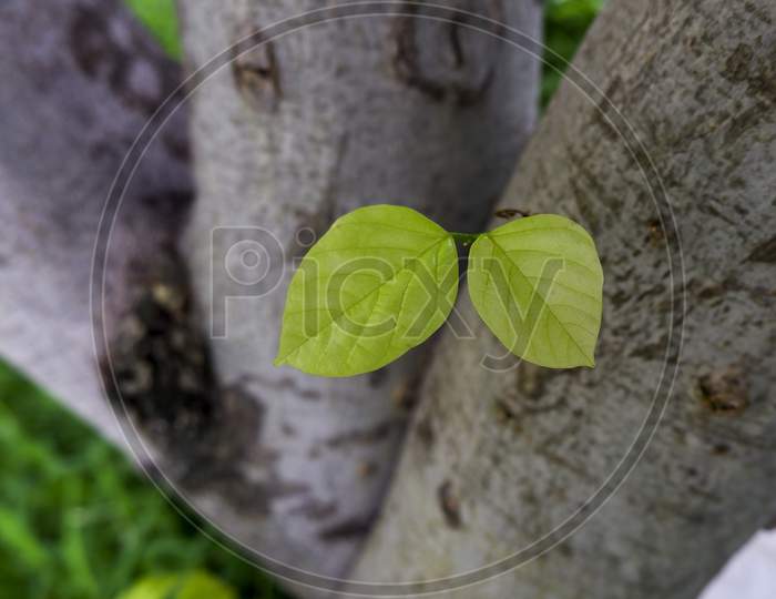 Closeup Shot Of Two Little Fresh Leaves Growing On His Trunk