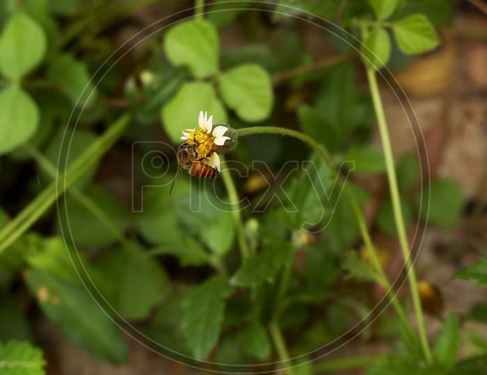 Top View Of Honey Bee Isolated On Grass Flower In Field