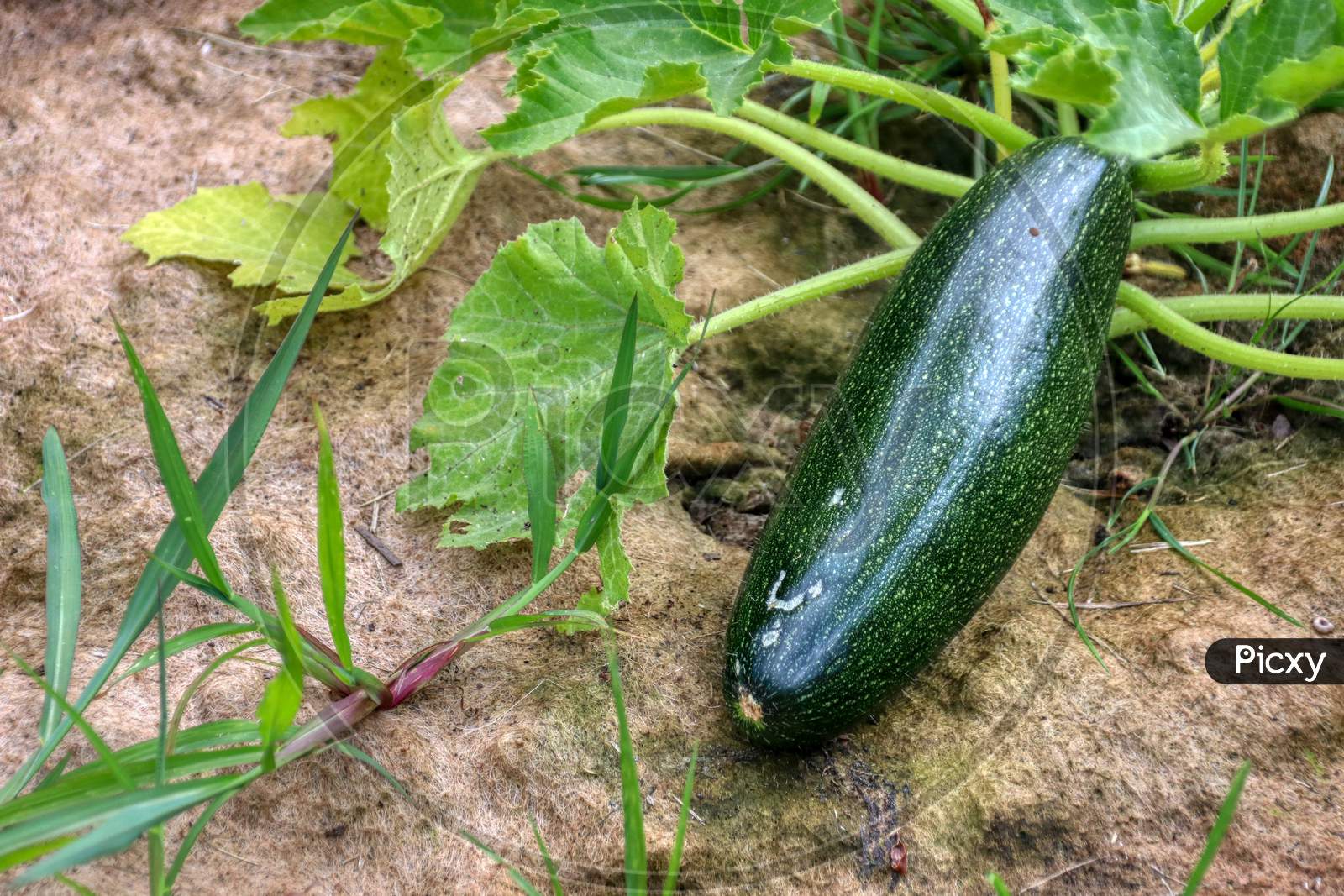 fresh and green zucchini vegetables