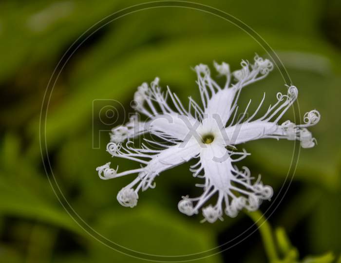 Natural Flower Bud Blossom 51