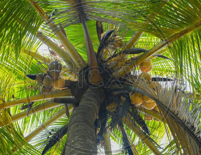 Bunch of coconuts in the tree