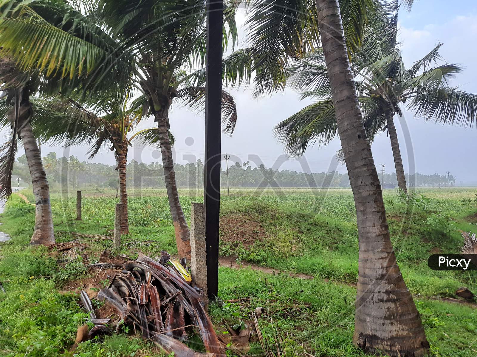 Raining on Coconut trees garden