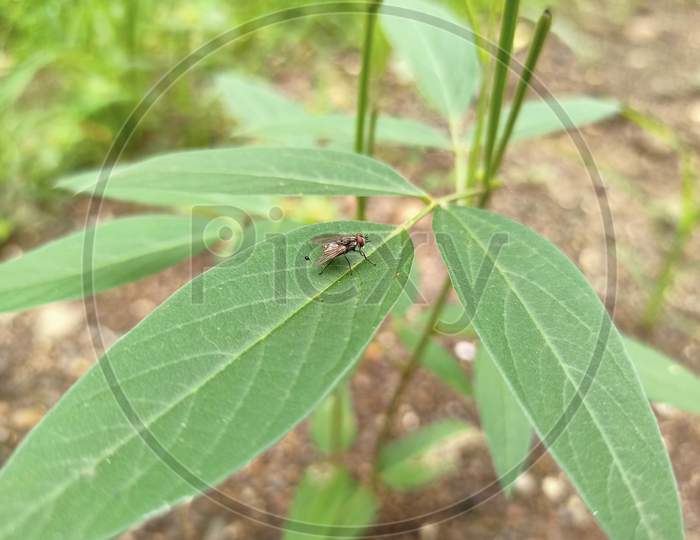 Insect in green plants.