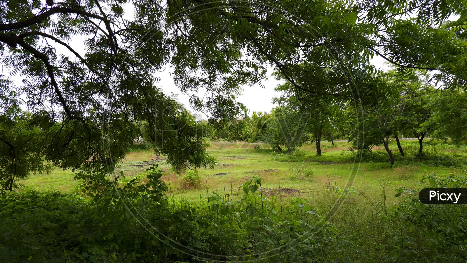 Beautiful Green Landscape View In Field