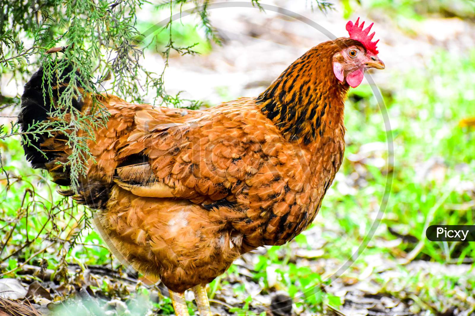 A Side View Of A Hen With Sharp Eyes Open And Crown At The Top .A Closeup View Of Chicken In A Garden