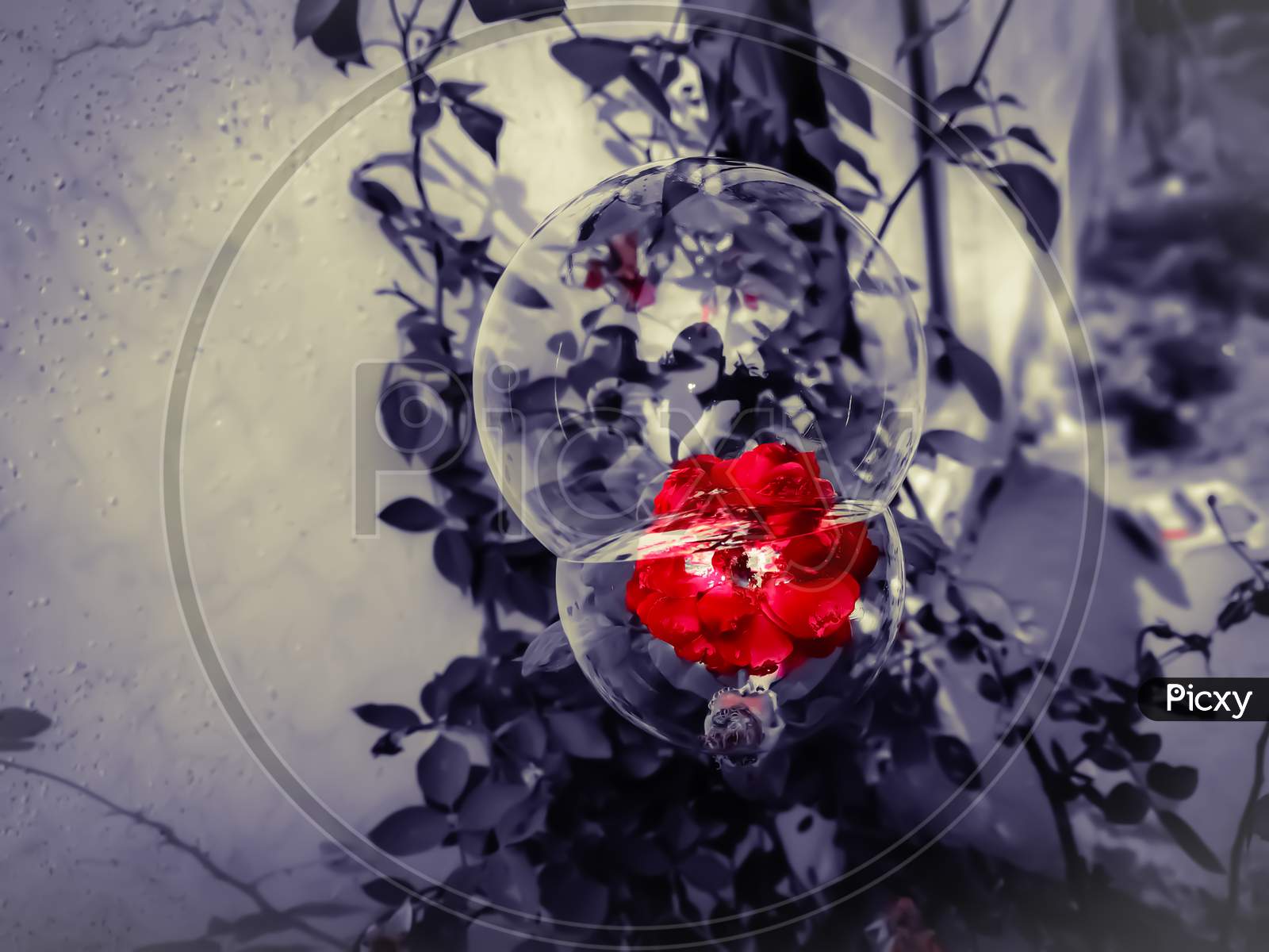 Beautiful red rose inside bubble
