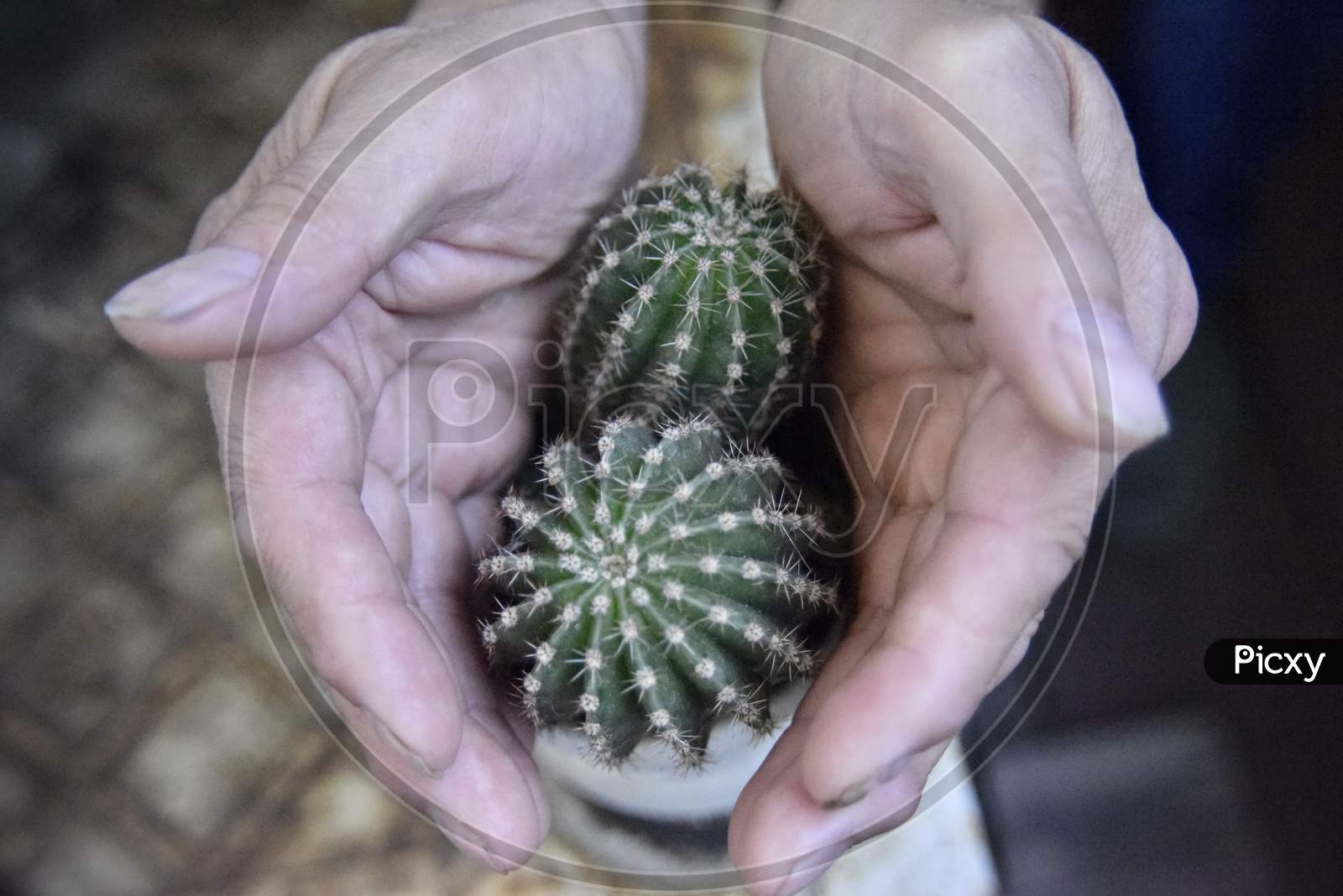 Selective Focus At The Cactus, Surrounded With The Mans Hands