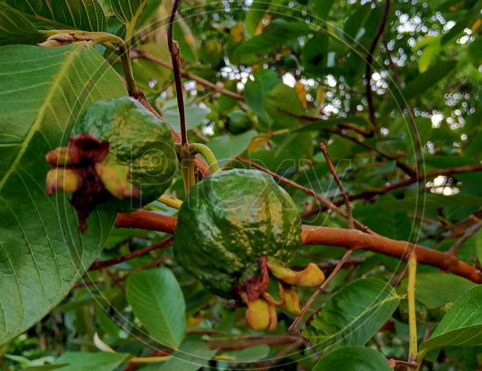 Guava fruit on the tree