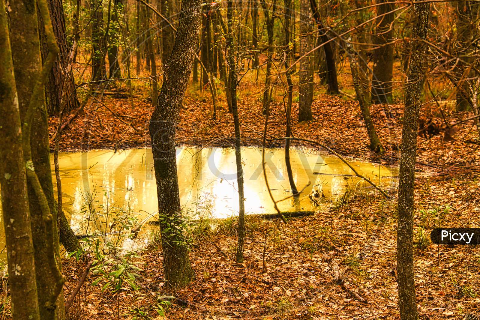 Shining Secluded Liquid Gold Pond Deep Within Forest