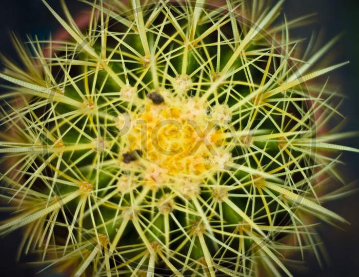 Natural Flower Bud Cactus 1