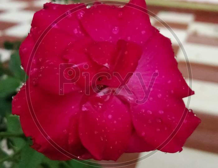Red rose with rain drop