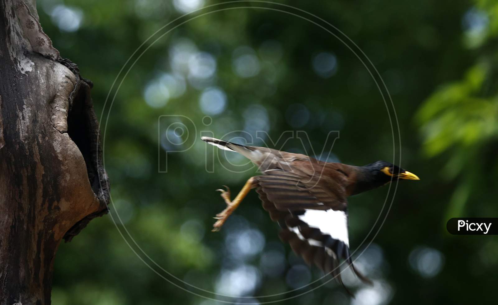 A Myna flies from a hollow of a tree in Chandigarh August 6, 2020