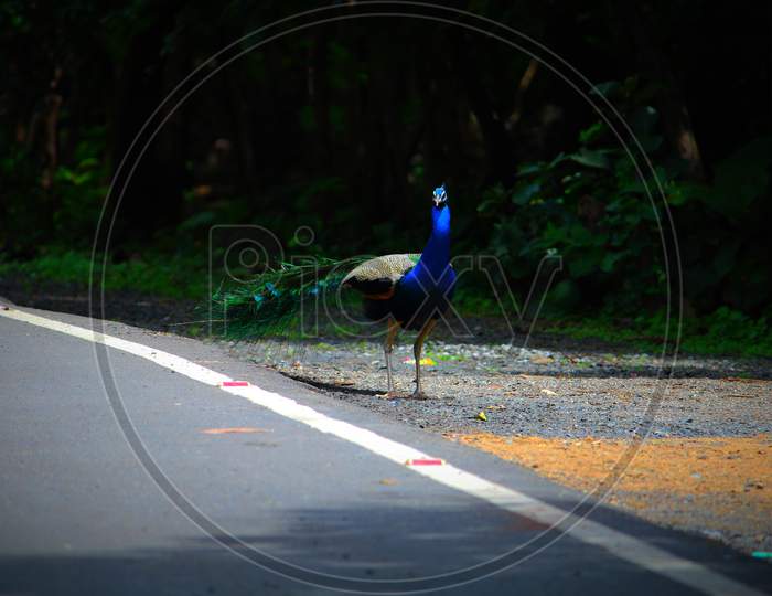 Beautiful peacock on road