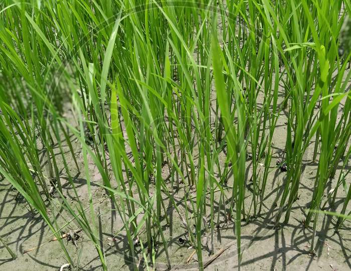 Rice fields, Rice deeds growing on the field