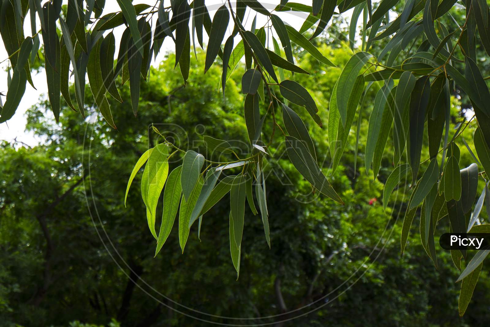 Eucalyptus Fresh Green Leaves Isolated On Tree In Garden