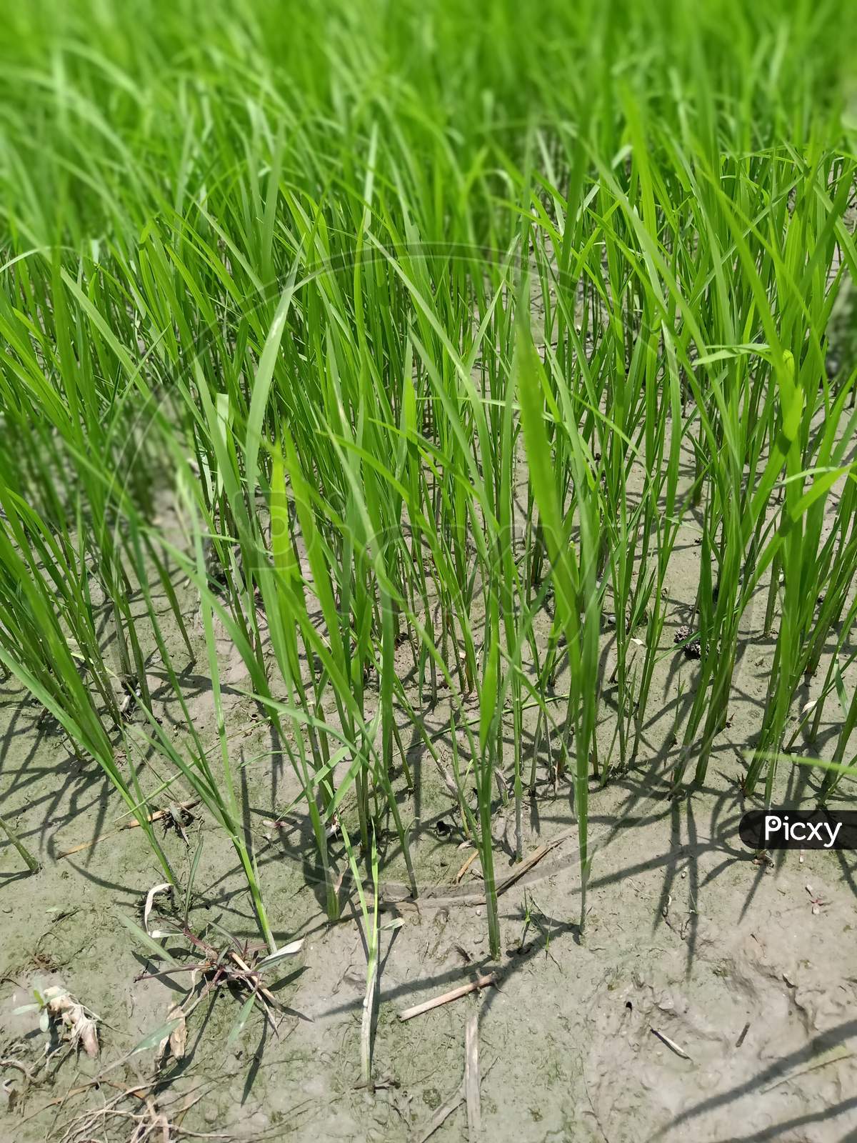 Rice fields, Rice deeds growing on the field