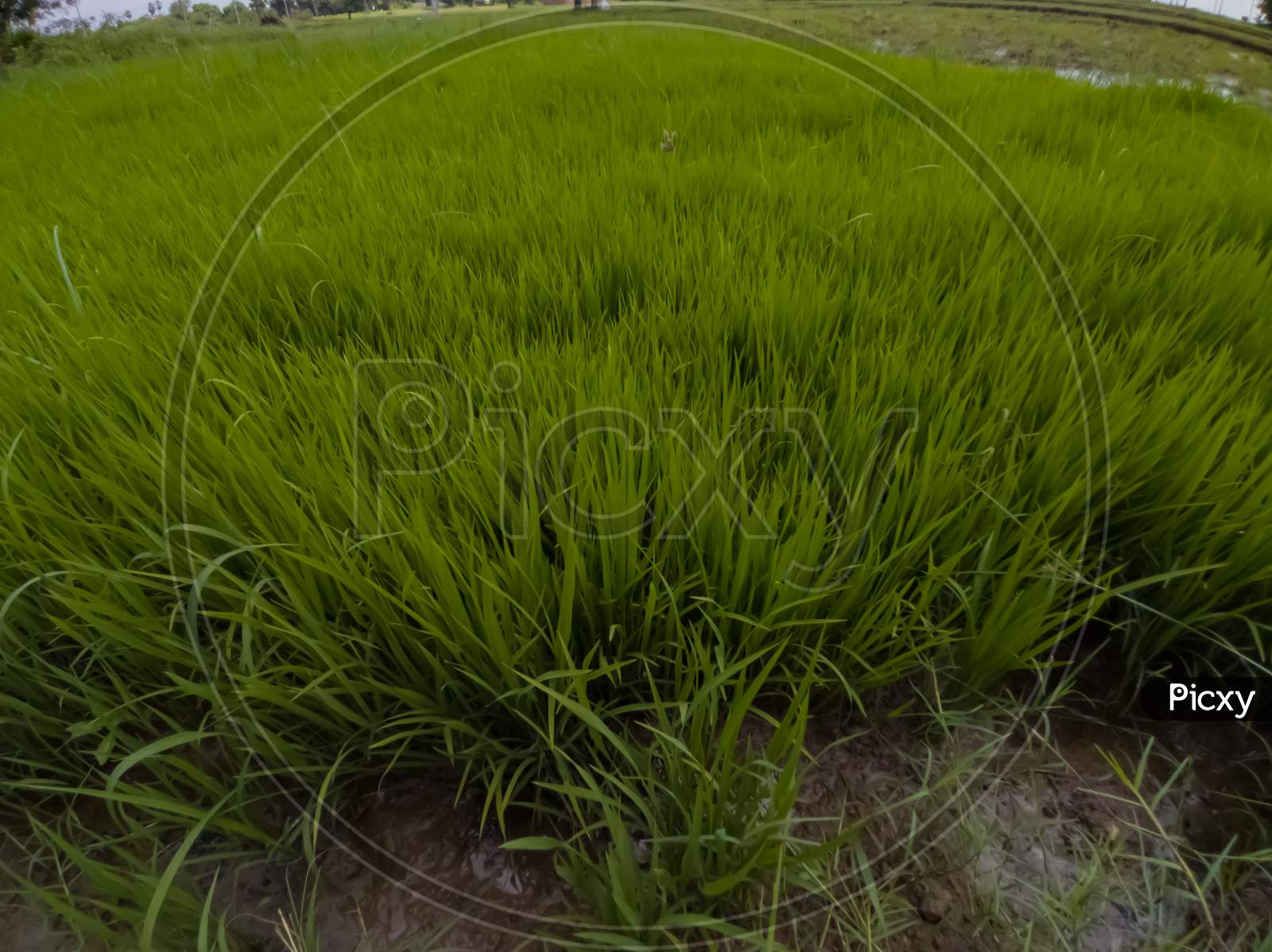 Paddy field in India. Paddy fields. Paddy leaves. Agriculture fields in India. Agriculture fields.