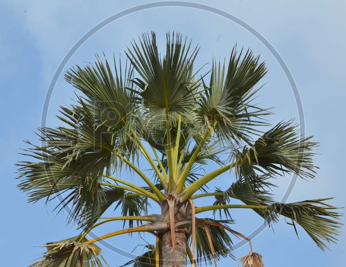 Palm tree, doub palm, palmyra palm, tala palm, toddy palm, wine palm, or ice apple