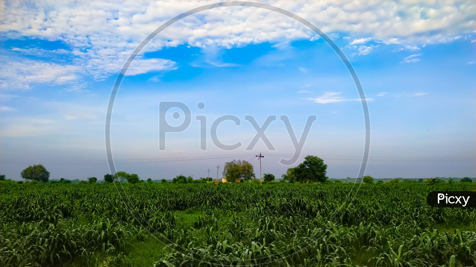 Green Field, Tree And Blue Sky