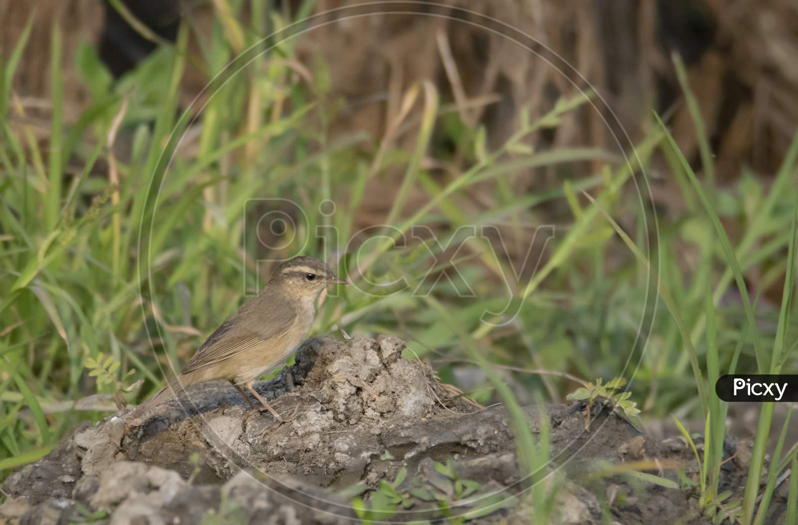 A Little Wild Bird Searching Food At Grassland