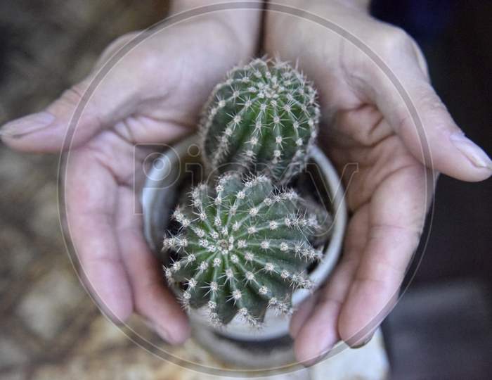 Selective Focus At The Cactus, Surrounded With The Mans Hands