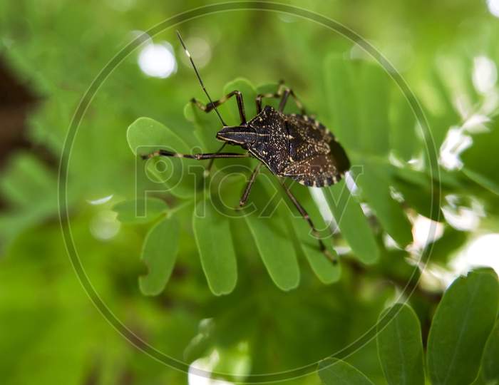 Close Shot Of Black Insect Isolated On Tamarind Leaves
