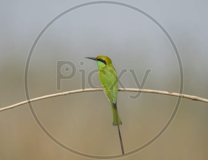 A Green Wild Bird On The Tree Branch At Winter Morning