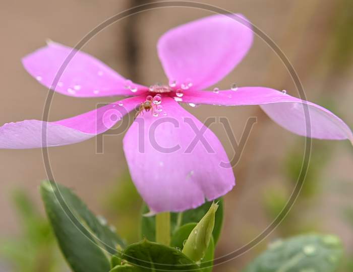 Waterdroplets on beautiful pink flower with green background, nature concept