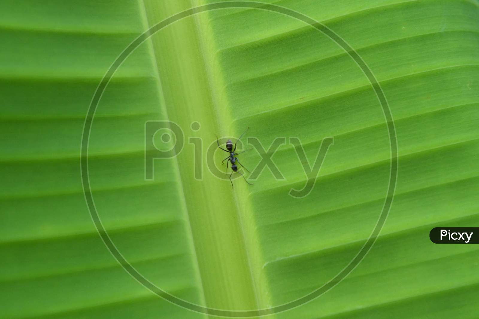 Ant on a plantain leaf.
