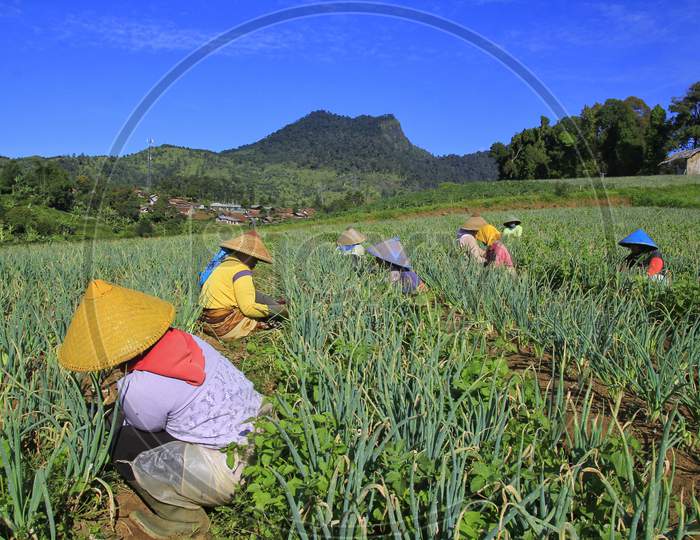 Farmers work together to grow vegetables on fertile land