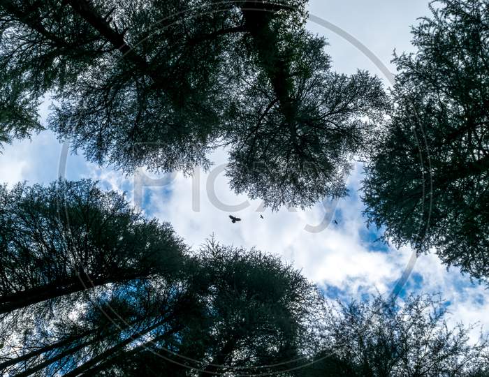 From Below Blue Sky With Few Birds And Cover With Long Pine Trees In Dharmashala, India