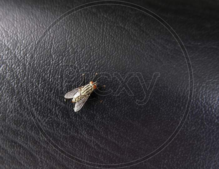 Closeup Shot Of Housefly Isolated On Leather Background