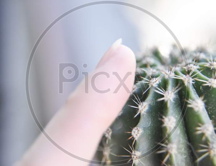 Selective Focus At The Surface Of The Cactus With The Human Finger Near It It