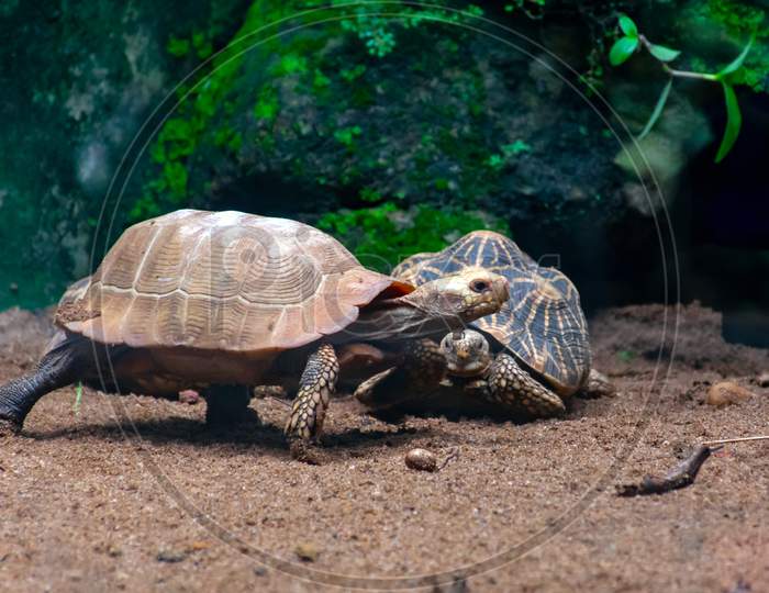 beautiful little new born  turtle on the zoo in Bhubaneswar Odisha India