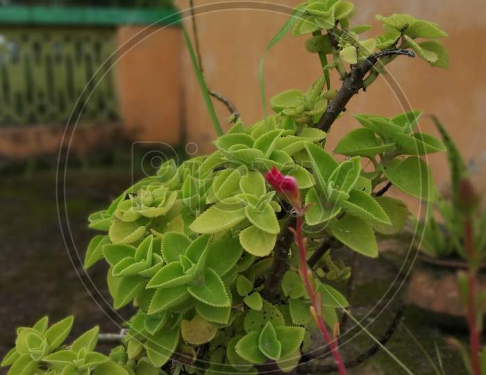 Houseplant closeup green flowering plant