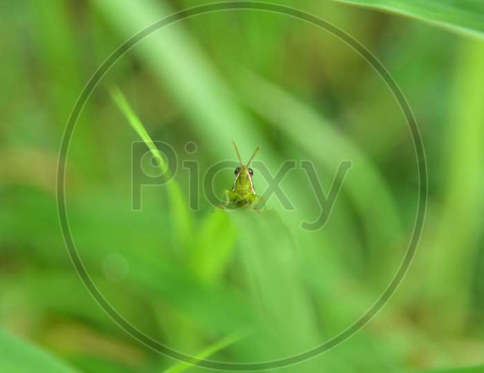 Grasshopper on a grass blade