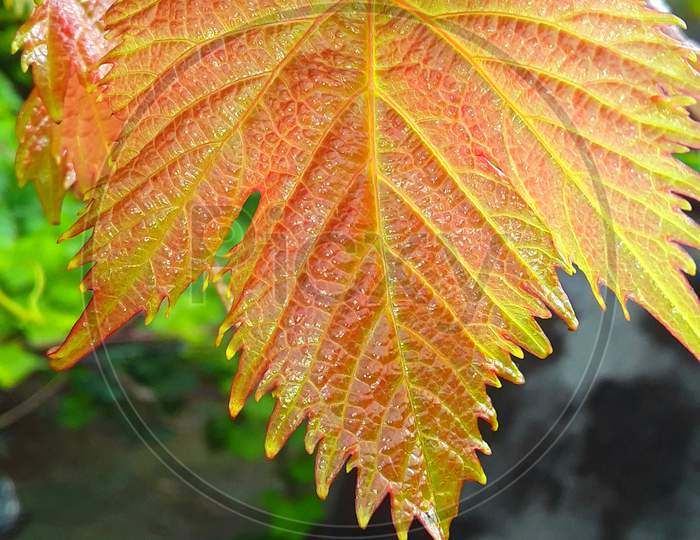 beautiful leaf